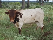 Rutledge's Beauty's Bull Calf 2017